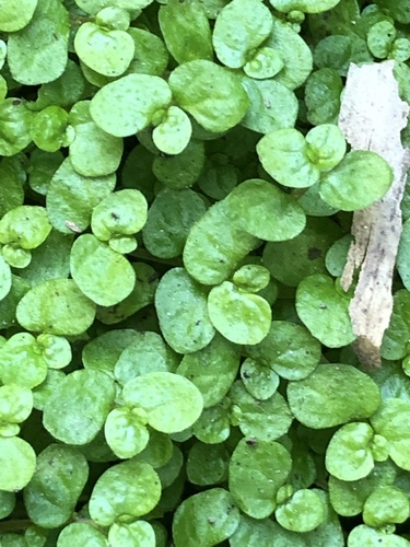 Soleirolia