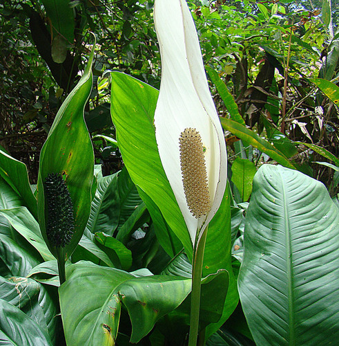 Spathiphyllum