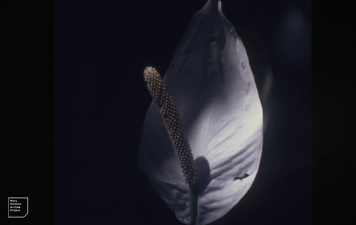 Spathiphyllum patinii