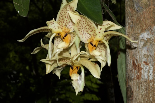 Stanhopea