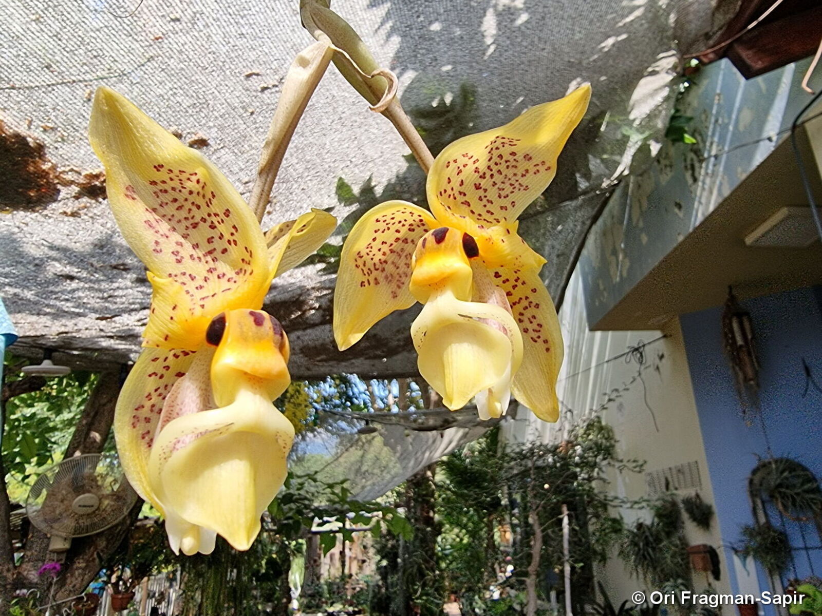 Stanhopea wardii