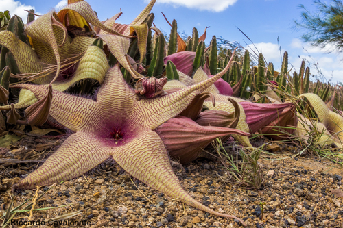 Stapelia gigantea