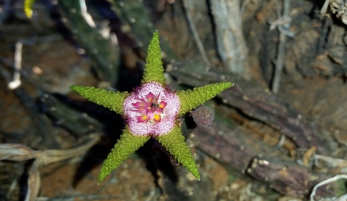 Stapelia