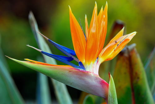 Strelitzia