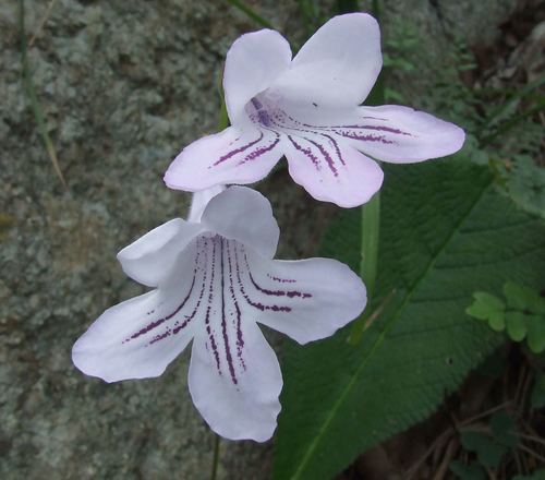 Streptocarpus