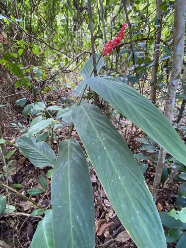 Stromanthe