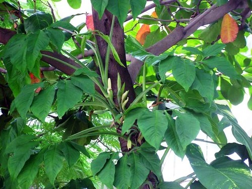 Syngonium macrophyllum