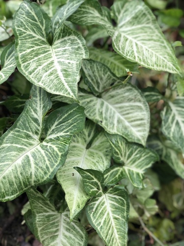 Syngonium podophyllum