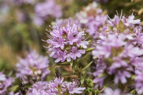 Thymus