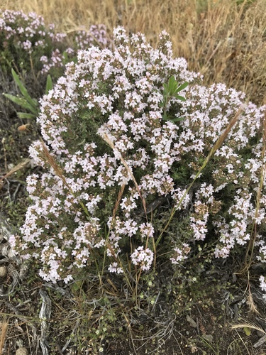 Thymus vulgaris