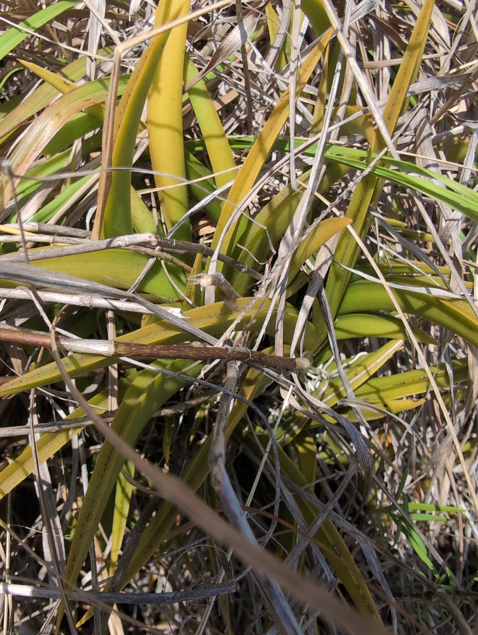 Tolumnia Jairak Firm 'Yellow'