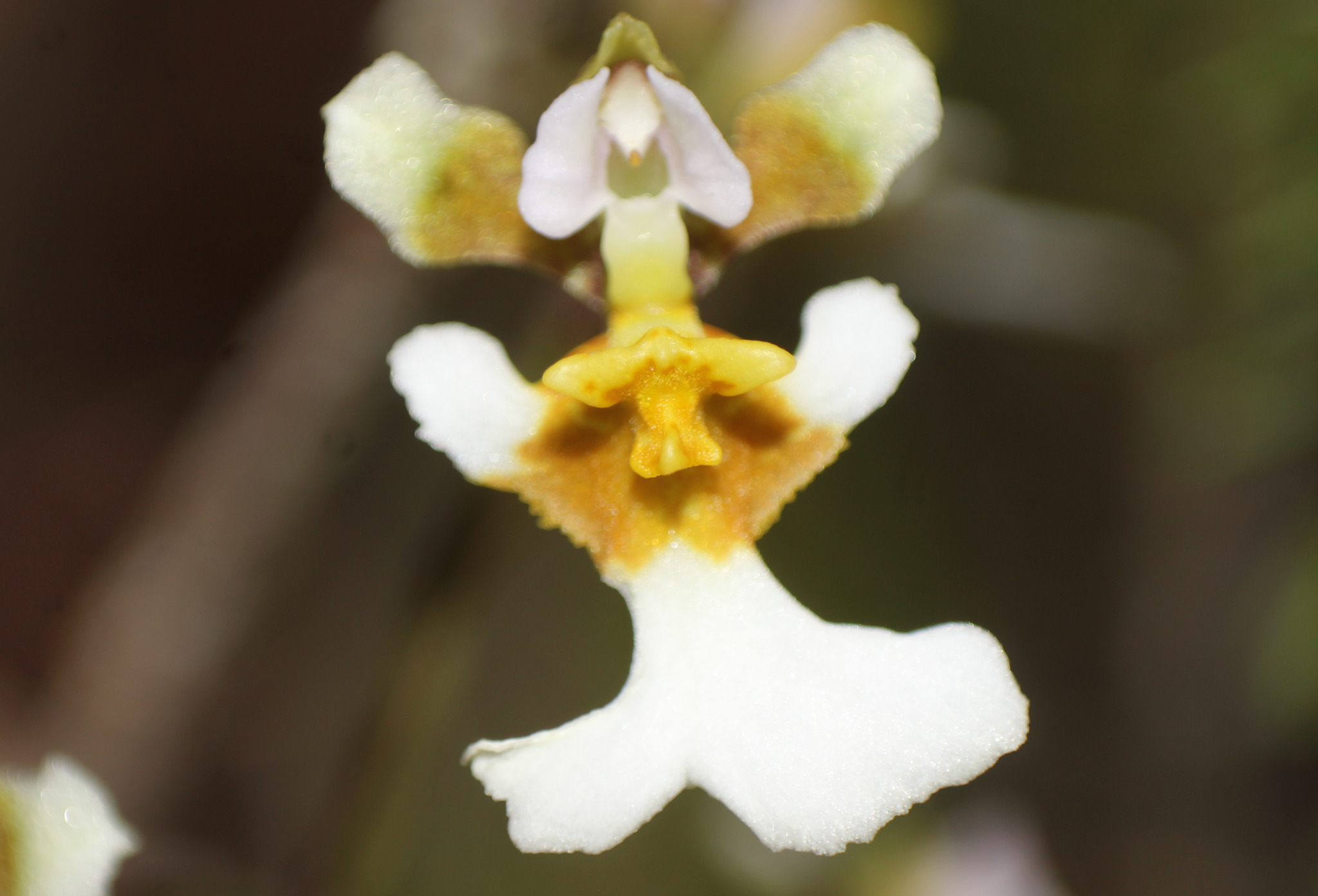Tolumnia bahamensis