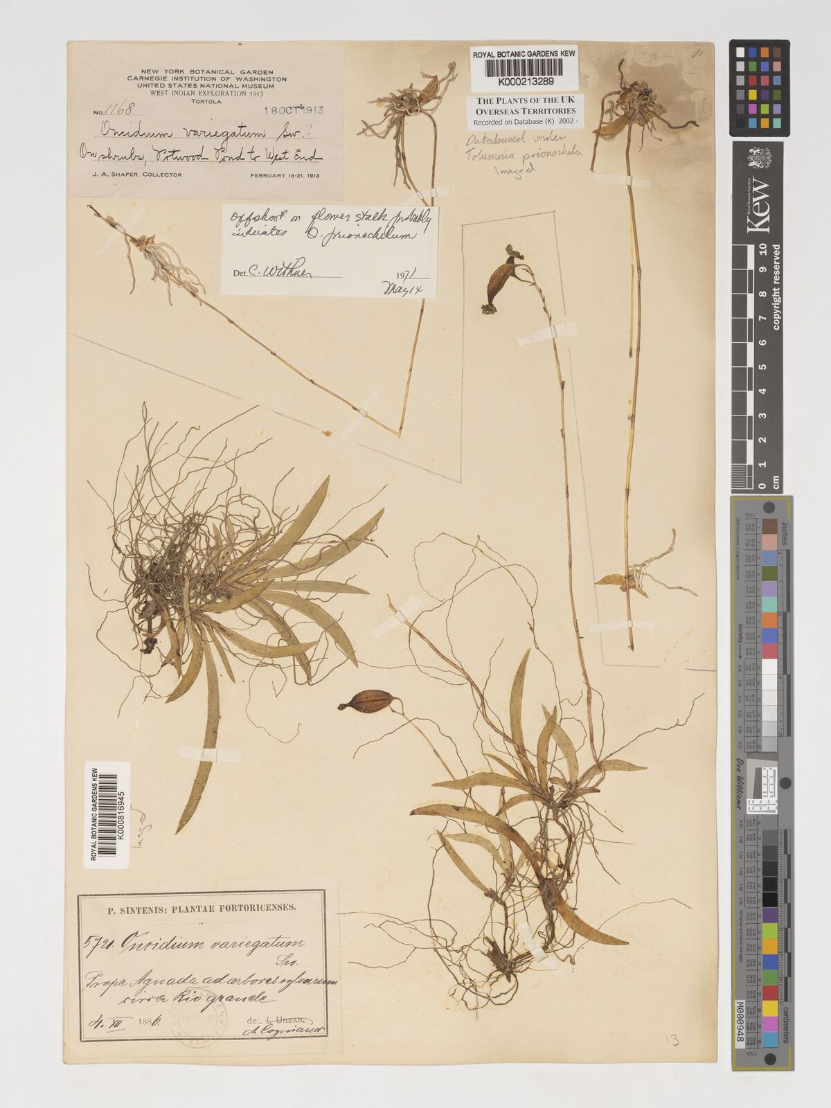 Tolumnia variegata