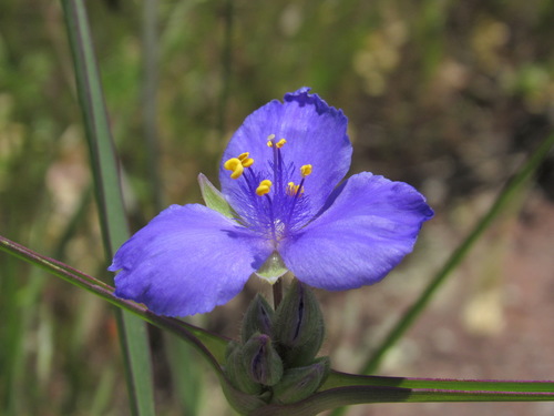 Tradescantia