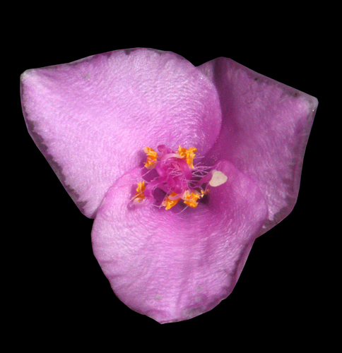 Tradescantia pallida