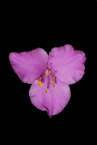 Tradescantia sillamontana