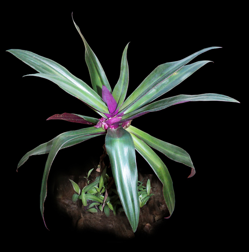 Tradescantia spathacea