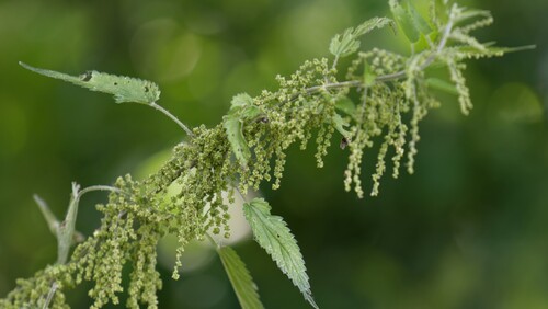 Urtica dioica
