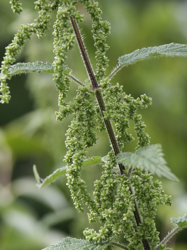 Urticaceae