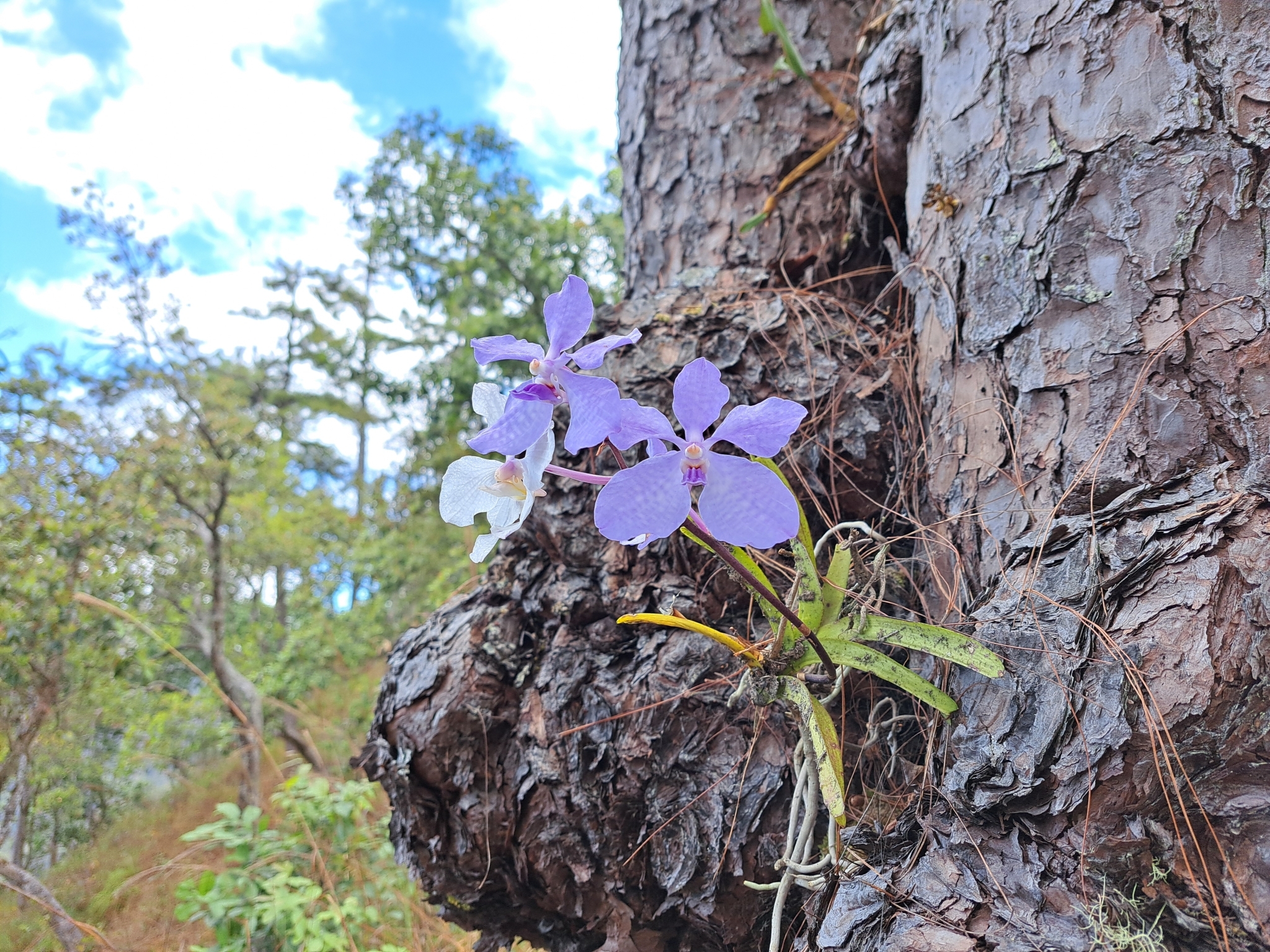 Vanda Rothschildiana