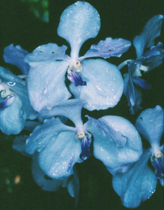 Vanda coerulea