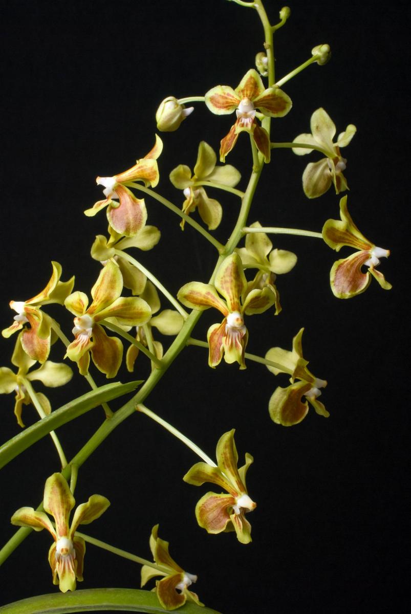 Vanda lamellata