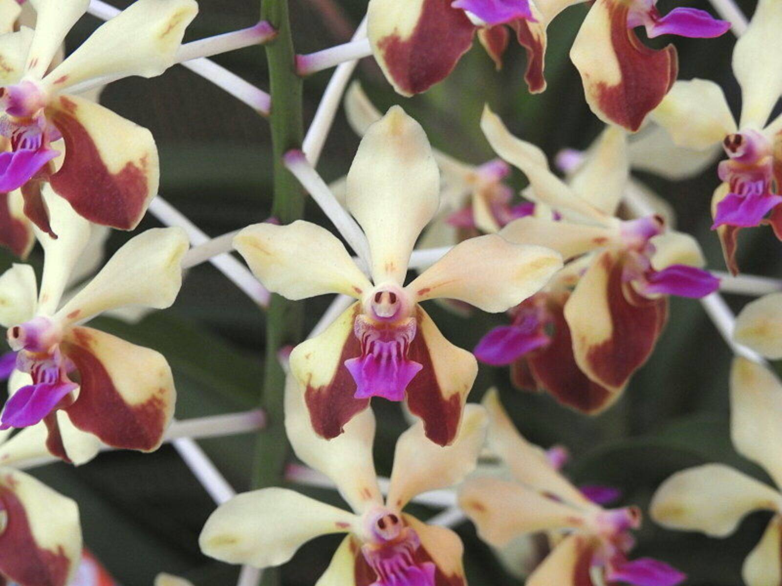 Vanda lamellata var. boxallii