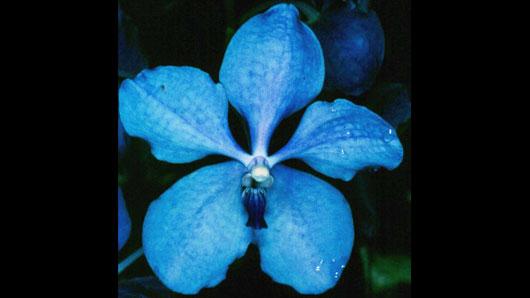 Vanda