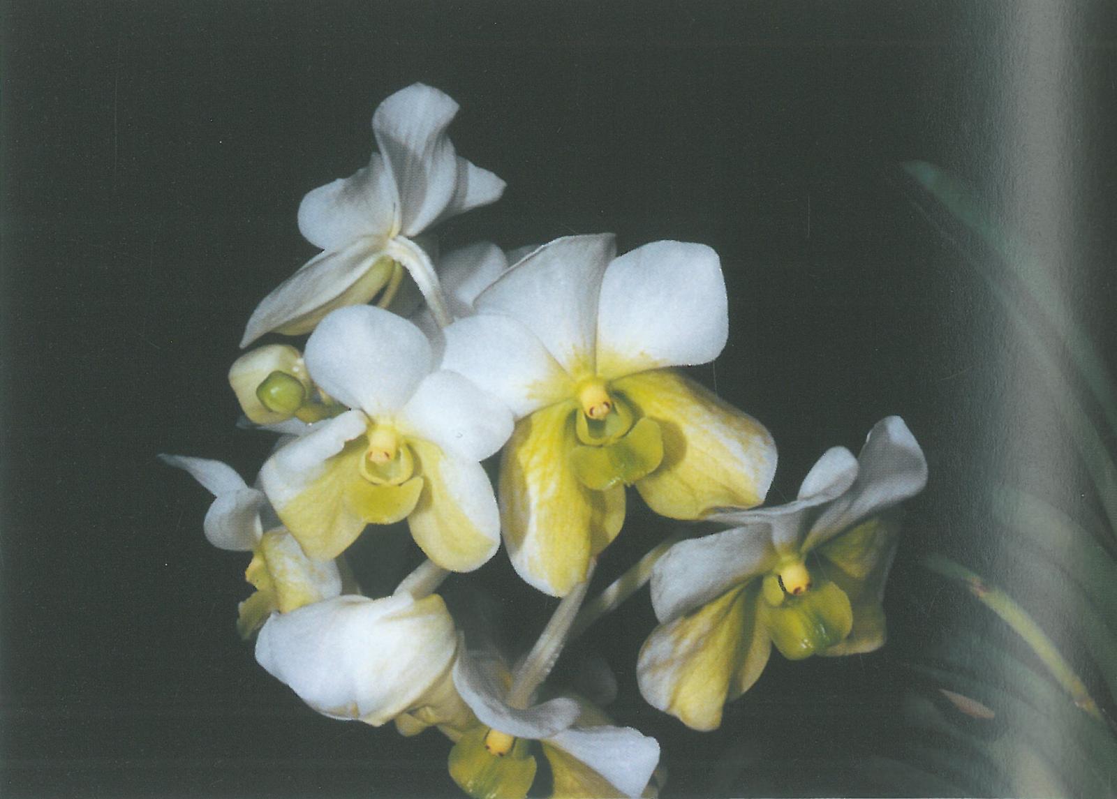 Vanda sanderiana