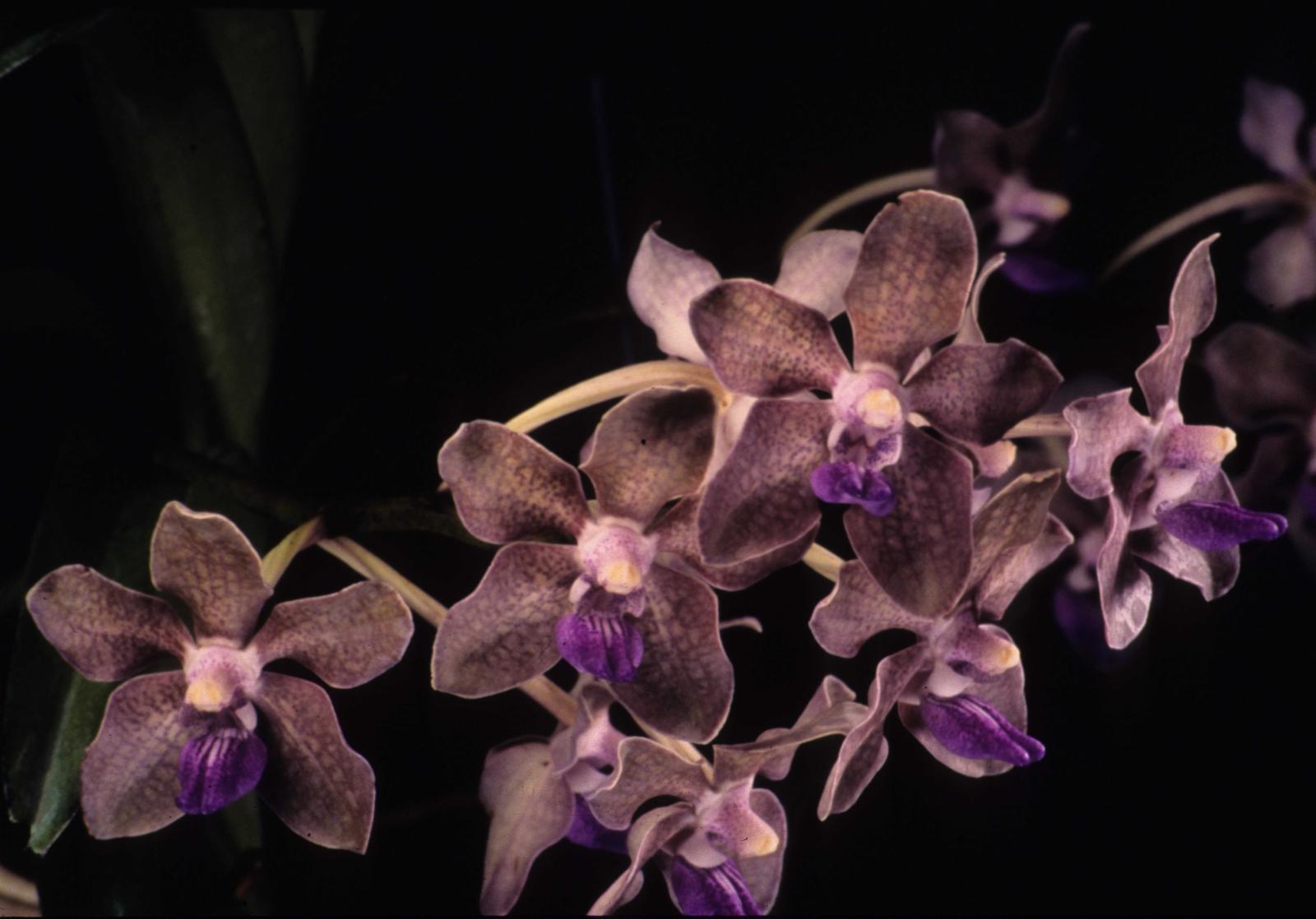 Vanda tessellata