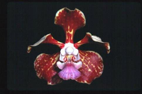 Vanda tricolor