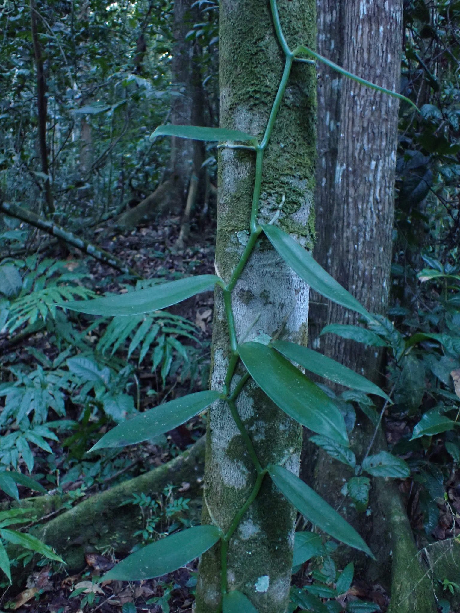 Vanilla planifolia