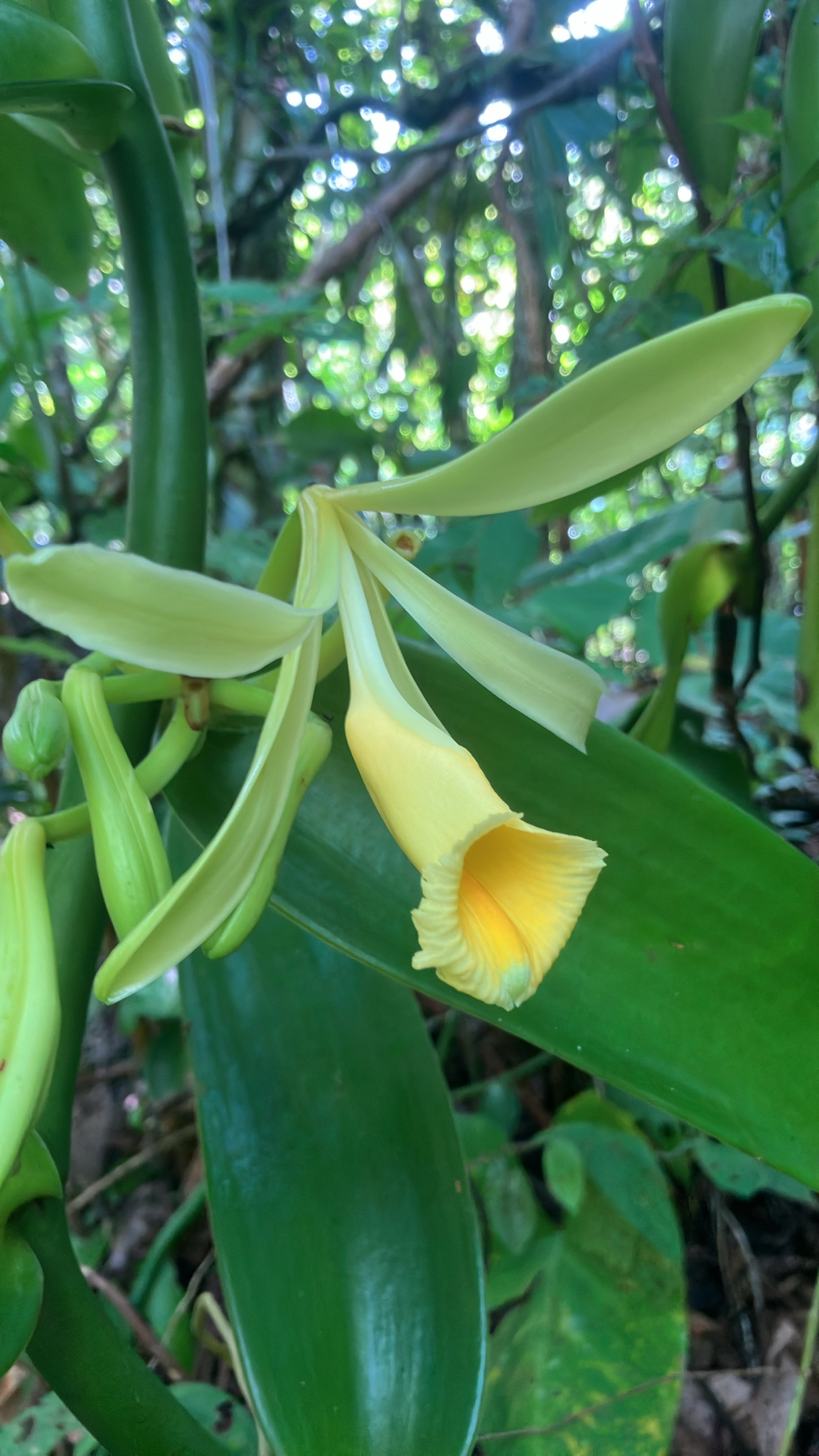 Vanilla pompona