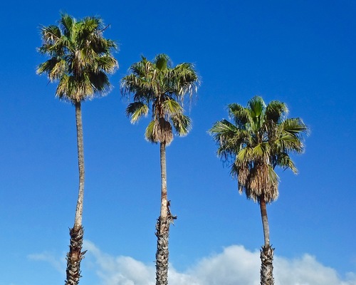 Washingtonia