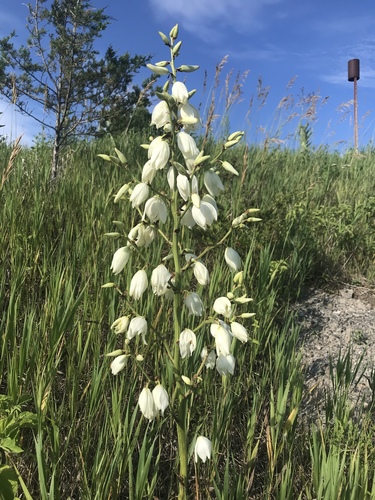 Yucca filamentosa