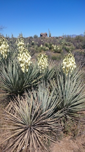 Yucca