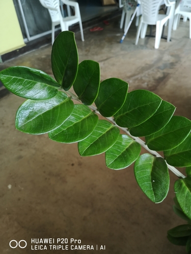 Zamioculcas