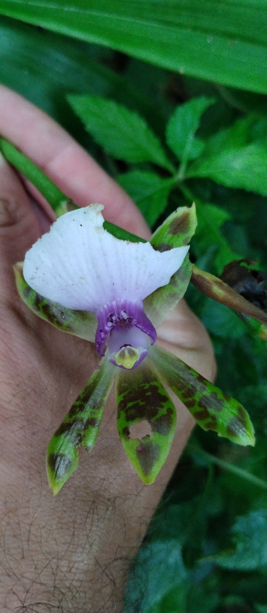 Zygopetalum Artur Elle