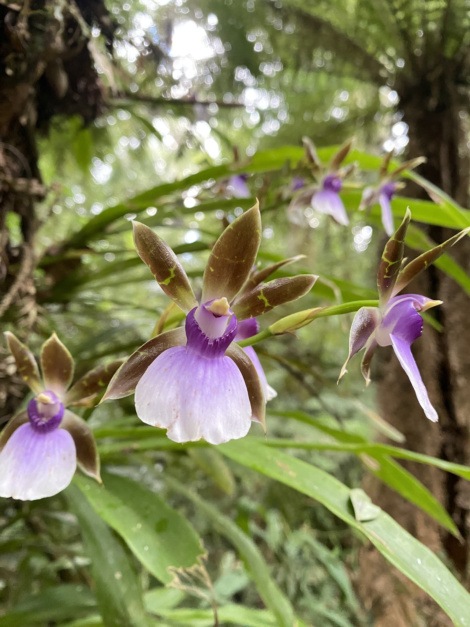 Zygopetalum Jim Pirse