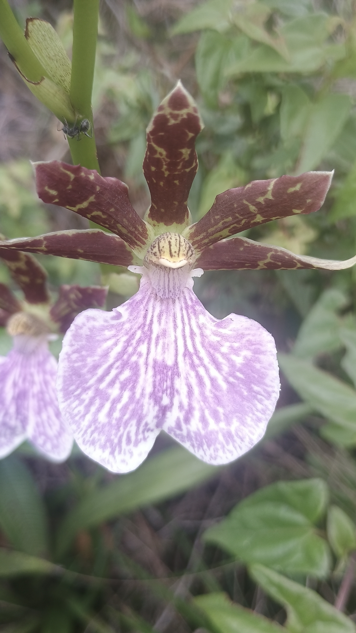 Zygopetalum maculatum