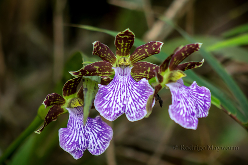 Zygopetalum